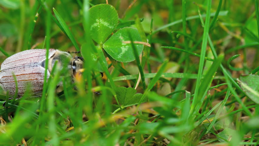 Grass bug. Grass bug