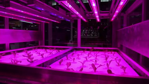 Cultivation of plants under ultraviolet light. Hothouse with ultraviolet lamps for plant growth