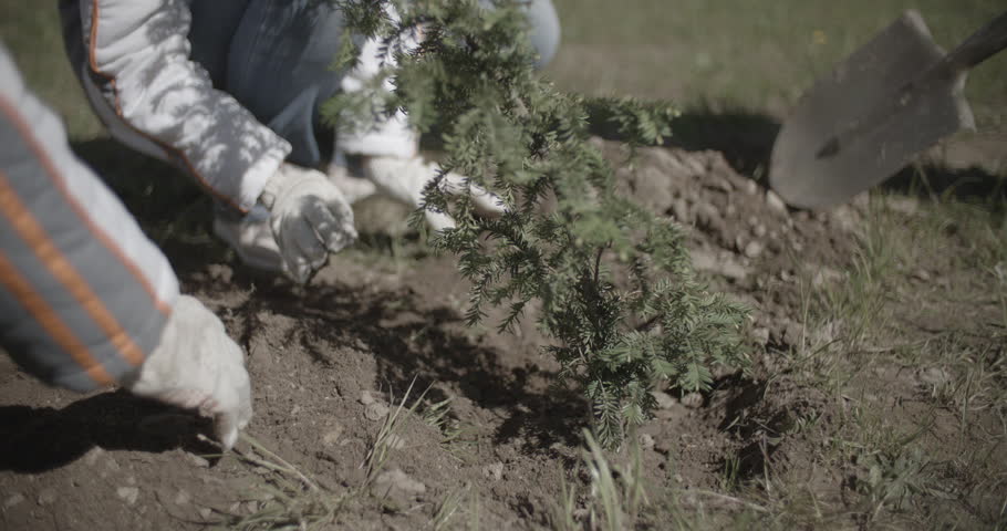 People are planting a tree  Royalty-Free Stock Footage #1012209371