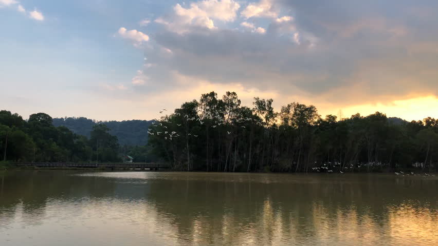 Flock of Birds is Flying Over the Lake. Beautiful Landscape of Lake on Sunset and Flying White Birds