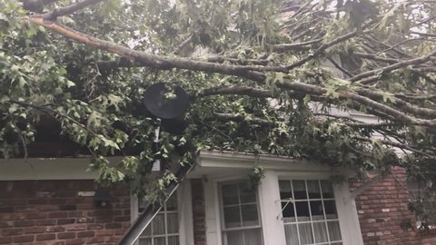 Tornado Damage from EF1 tornado. Microburst of high winds topple huge Oak tree on a house.