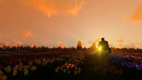 Dutch windmills and man ridding bike on a field with tulips against beautiful sunset, 4K