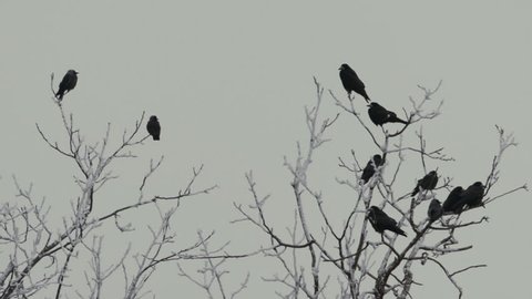Slow motion winter scene with birds sitting on tree.Birds flying and tree branches.
