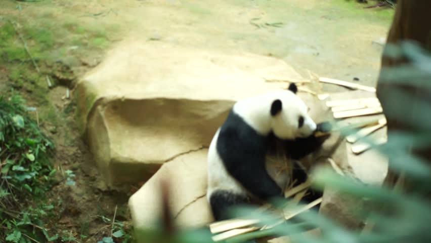 Panda Eating Bamboo Medium shot