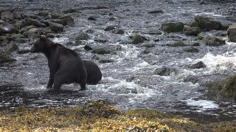 Alaska. Bears on a salmon hunt