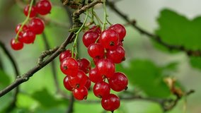 Red Ribes rubrum berries Redcurrant 4k
