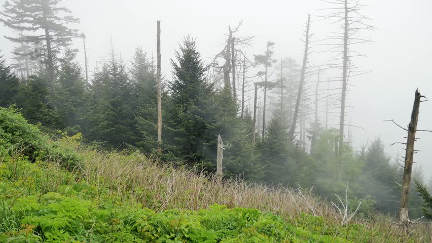 
These clips are from Clingman