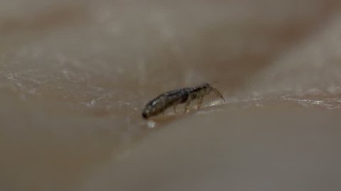 A louse on the skin