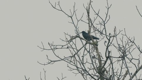 Crow on a leafless tree.Gray background.
