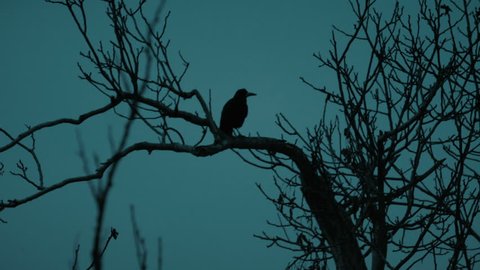 Raven resting and flying from a dead tree at night