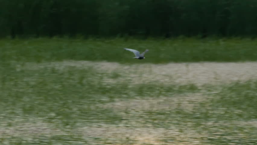 Common Tern flying over a green landscape