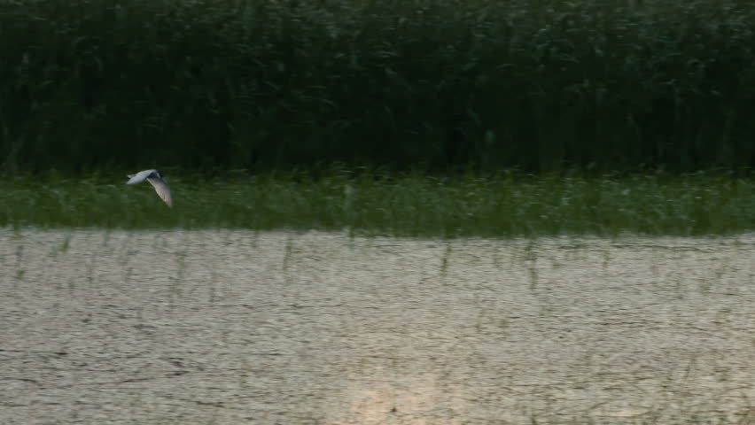 Common Tern flying over the water with green vegetation