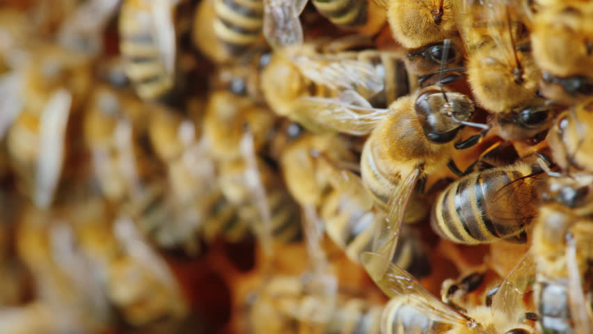 Colony of bees at work in the hive. Useful Products and Alternative Medicine Concept. 4K 10 bit video