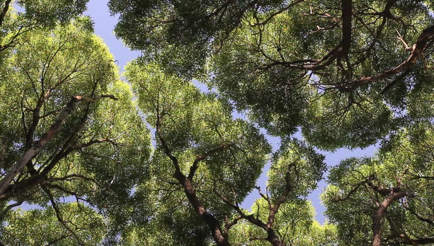 metasequoia crack metasequoia crack