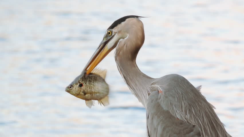 Great Blue Heron (Ardea herodias) tropical bird feeding on fish close up. Florida, USA
