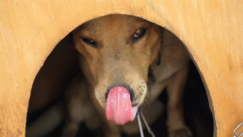 The dog sits in a doghouse. Shows the tongue. Slow motion