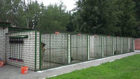 GRODNO  - AUGUST 19:
Military working dogs (German Shepherds) in the kennel.
August 19, 2017 at Grodno, Belarus