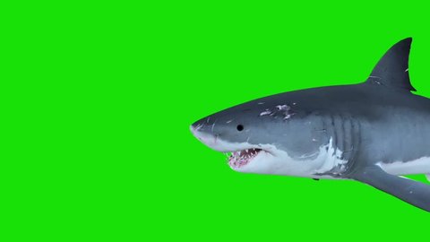White Shark Swim in a Circle Green Screen Front 3D Rendering Animations