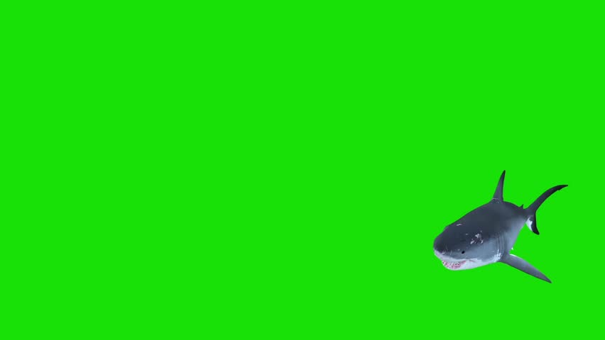 White Shark Swim in a Circle Green Screen 3D Rendering Animations Royalty-Free Stock Footage #1012233362