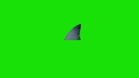 White Shark Fin Ocean Left Right Green Screen 3D Rendering Animations