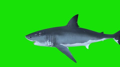 White Shark Swim Left Right Green Screen 3D Rendering Animations