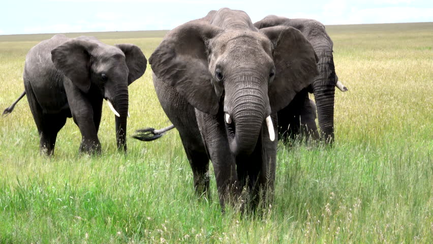African Elephant Bull, Savannah, Serengeti, Africa Royalty-Free Stock Footage #1012235837