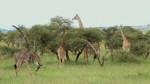 Grazing Masai Giraffes, Serengeti, Tanzania, Africa