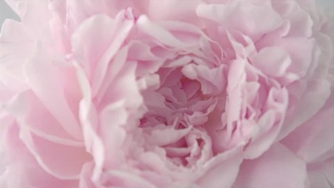 Beautiful pink Peony background. Blooming peony flower rotation, close-up. Wedding backdrop, Valentine's Day concept. Beauty spring romantic rose flower rotated 4K UHD video