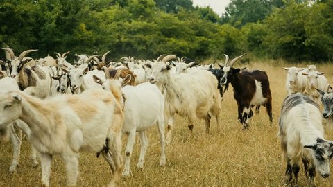 Goat herd walking and grazing on a meadow