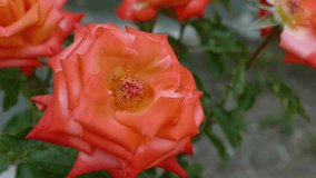 orange rose, orange colour rose in the garden hd video,