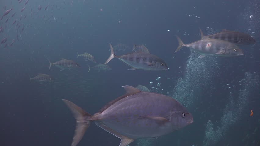 The group of Trevally, Bludger hunts together  | Shutterstock HD Video #1012240751