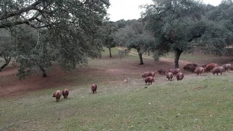 Iberian Pigs, Oak trees, aerial shoot