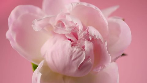 Beautiful pink Peony on pink background. Blooming peony flower open, time lapse, close-up. Wedding backdrop, Valentine's Day concept. 4K UHD video timelapse