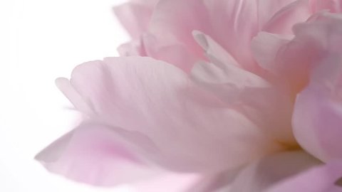 Blooming peony flower rotation, close-up. Beautiful pink peony, macro. Peony petals closeup. Soft pastel wedding background.  Valentine's Day backdrop. Slow motion 4K UHD video 