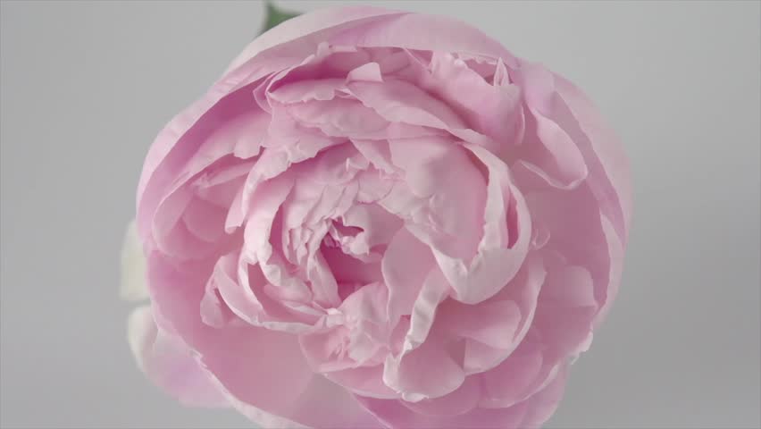 Beautiful Pink Peony flower on grey background. Blooming peony open, time lapse, close-up. 