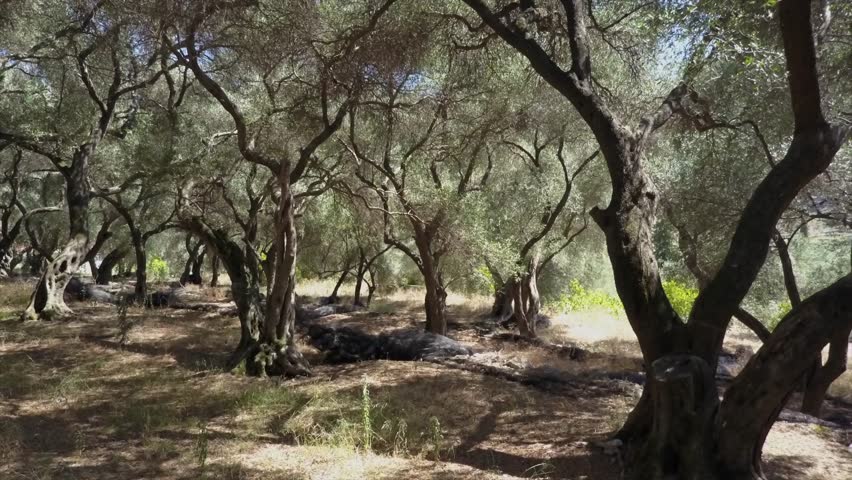 Drone view in olive tree forrest/garden. hot summer day in the Mediterranean area. beautiful old trees give shade. Sun fading through the leaves. dry ground. blue skies in Greece
 Royalty-Free Stock Footage #1012256462