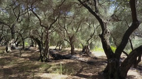 Drone view in olive tree forrest/garden. hot summer day in the Mediterranean area. beautiful old trees give shade. Sun fading through the leaves. dry ground. blue skies in Greece
