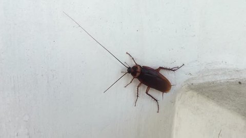 Roaches In Bathroom