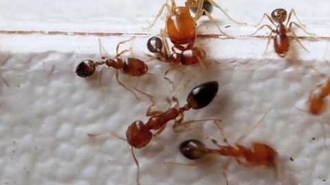 Ant's workers with ant's fighters (dinergate) are running on the table. The ants walk on the white wall.