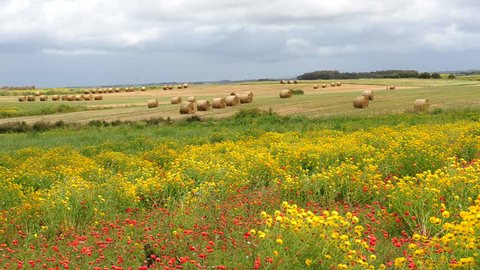 Italy - Sardinia ( sardegna ) countryside landscape - field of yellow and red flowers (poppies) with hay balls