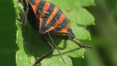 Portrait of a bug Graphosoma lineatum on a green leaf of a plant. Macro footage.