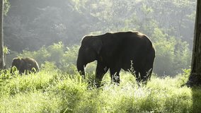 1920x1080 video - Adult elephant feeding in the forest. Thailand