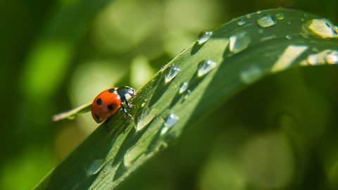 Fresh morning dew on green grass and ladybird.