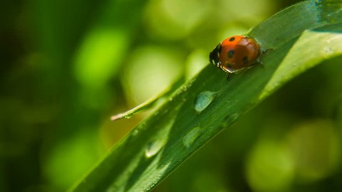 Closeup of the lady bug in the green grass.Macro shot.