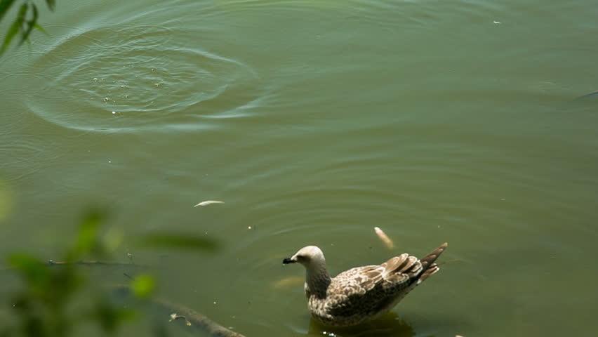 Lake with siberian gull - pollution concept