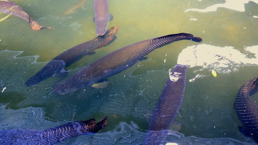 Arapaima gigas or pirarucu fish swimming in pond. It fish native to the basin of the Amazon River. Pirarucu is among the largest freshwater fish. Body is mainly gray to gray-green and red flecks tail