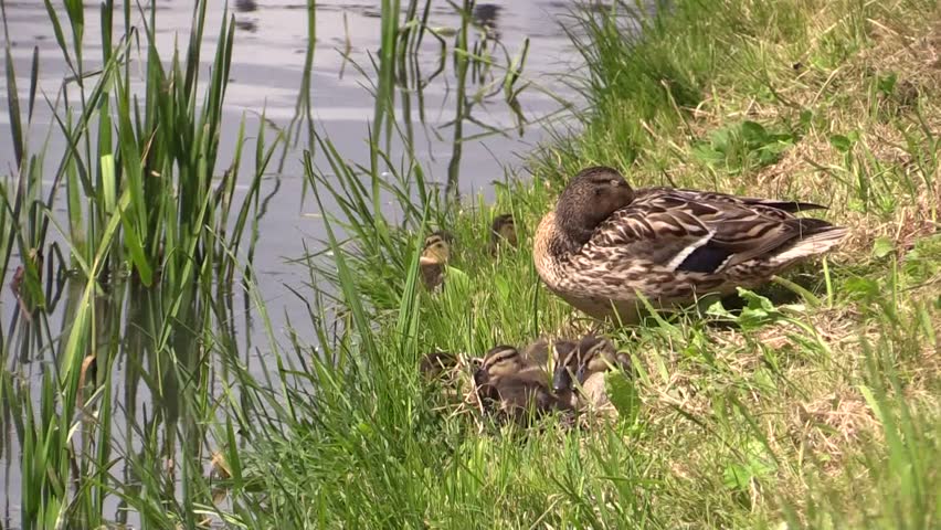 Duck Mallard with ducklings on riverside.