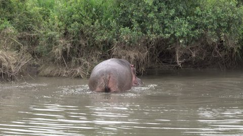 Hippo, Hippopotamus in the Hippo Pool, Landscape Serengeti, Tanzania