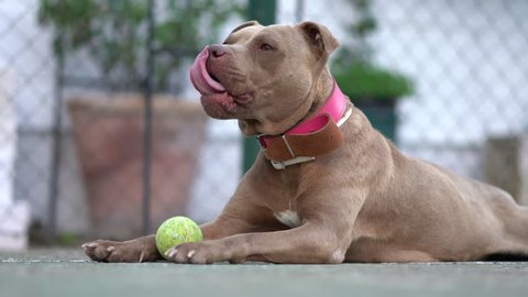 Brown Pitbull dog playing with the ball.