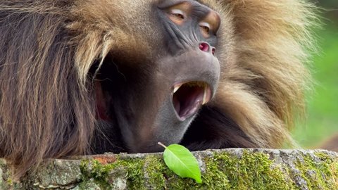 Gelada (Theropithecus gelada) resting and yawning